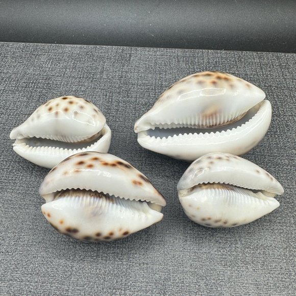 4 Leopard Tiger Cowrie Shell 3" to 2.25" Craft Beach Decor Nautical Dorsal Line - Picture 2 of 9